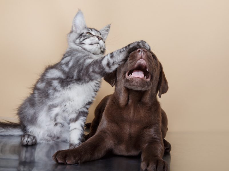 Grooming Services in St. Augustine Labrador puppy and kitten breeds Maine Coon. Cat and dog
